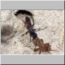 wegwespe-11mm-07-mit Spinne.jpg